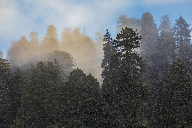 Morning Fog and Rain in Redwood National and State Parks