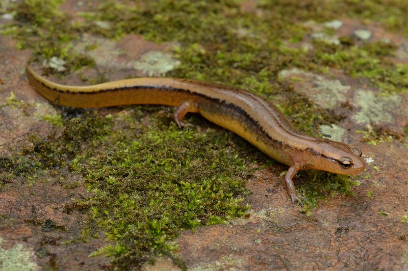 Female brownback salamander