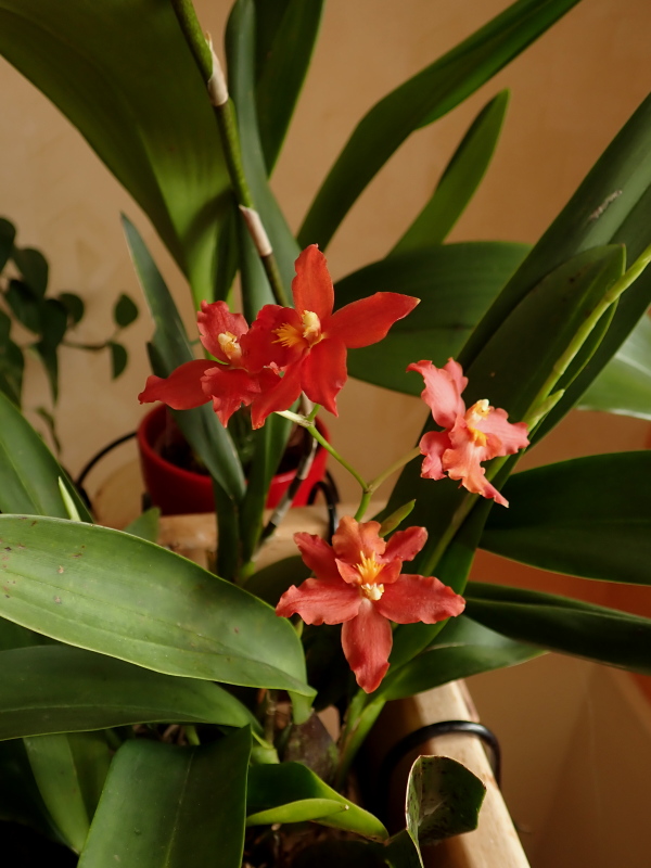 Oncidium Space Mine 'Red Rendezvous' 51801865503_aa5233c06a_o