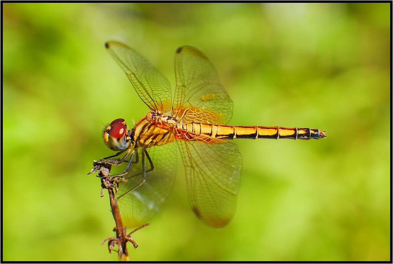 Golden dragonfly