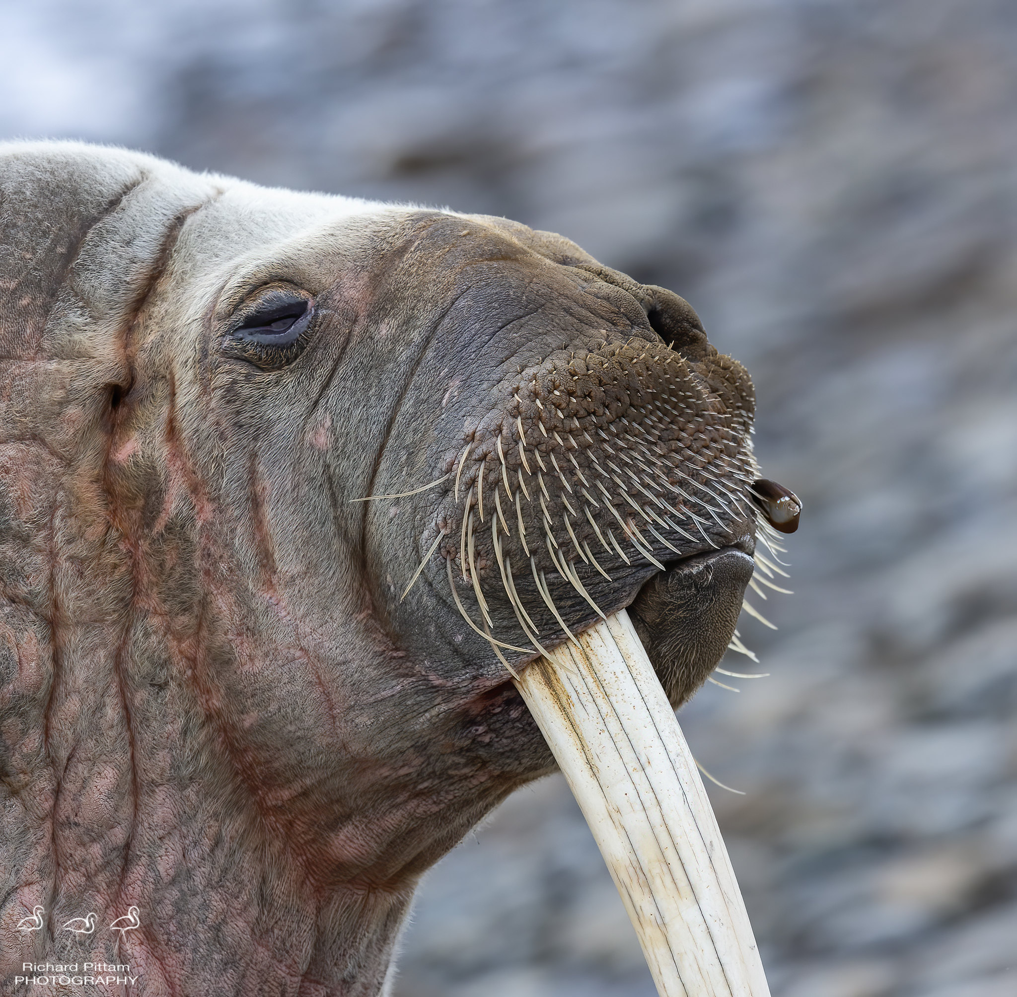 Re-processed images - Wally 'one tusk' Walrus