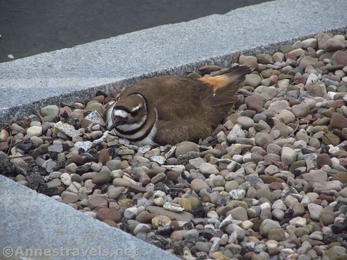 A killdeer in the parking area at Meridian Center, New York