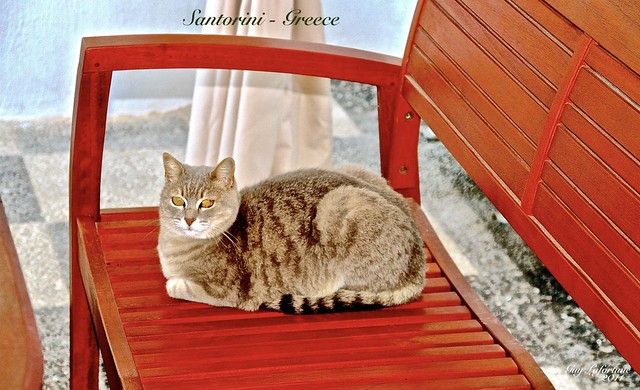 VERY NICE CAT RELAXING on the KAFIARIS HOTEL BALCONY in SANTORINI ISLAND, GREECE
