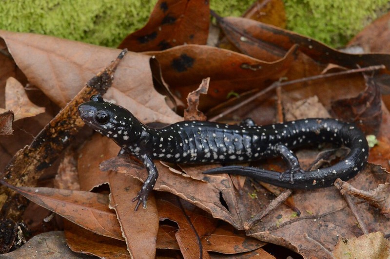 savannah slimy salamander