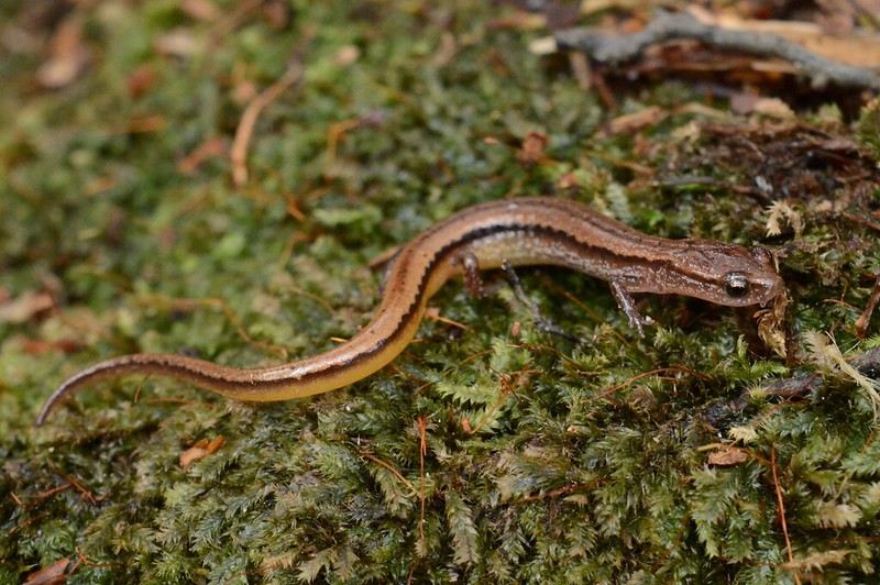 Chamberlain's dwarf salamander