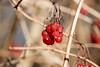 Red berries | January 6, 2022 | Ruhwinkel - Plön District - Schleswig-Holstein - Germany