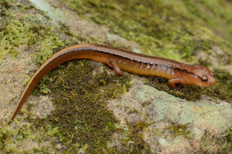 A snappily dressed male brownback salamander