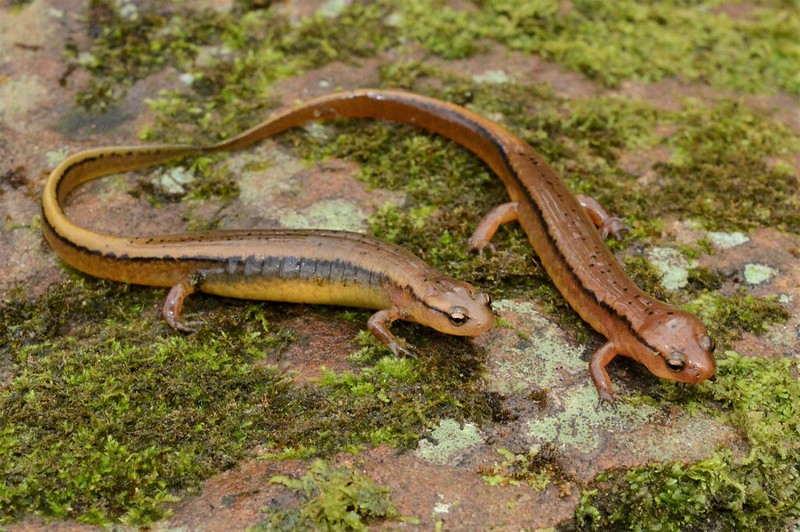 Male and female brownback salamander comparison