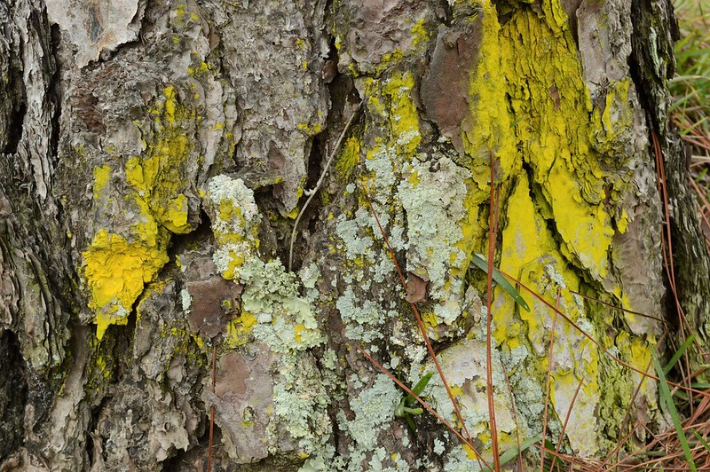 bright lichens on pine tree