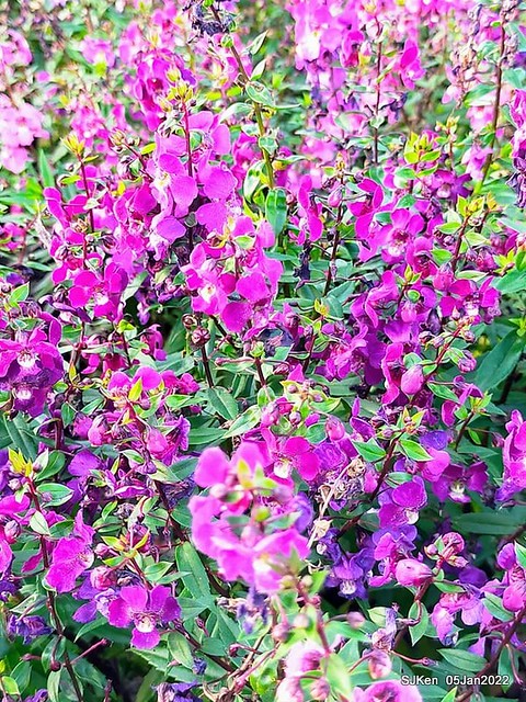 延平河濱公園花海(Flower blossoms of Yan-ping riverbank garden), Taipei, Taiwan, SJKen, Jan 5, 2022.