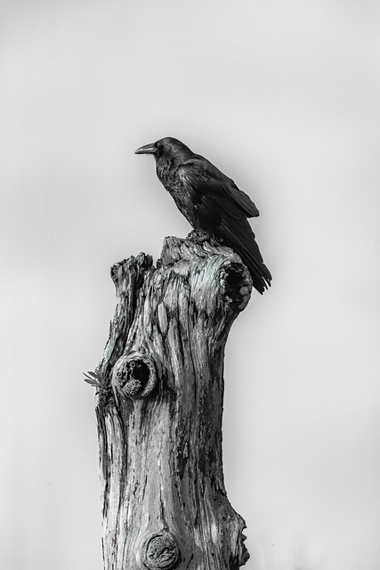 Common Ravens in Redwood National and State Parks