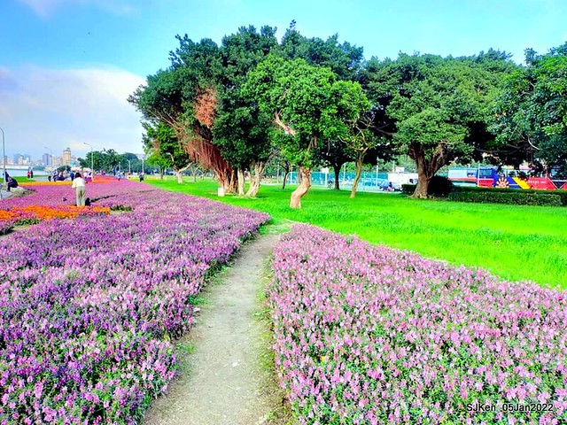 延平河濱公園花海(Flower blossoms of Yan-ping riverbank garden), Taipei, Taiwan, SJKen, Jan 5, 2022.