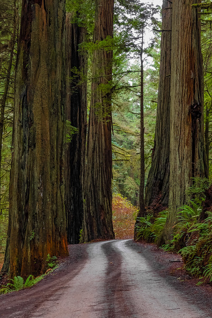 Awe-inspiring Coast Redwoods in Redwood National and State Parks