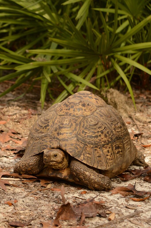 captive leopard tortoise