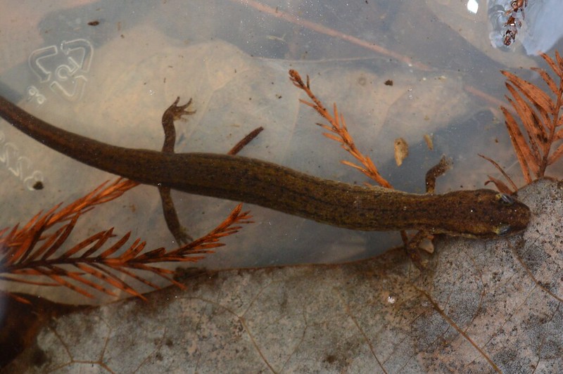 many-lined salamander
