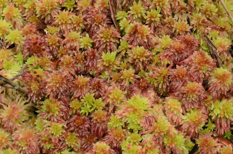 pink on the sphagnum moss