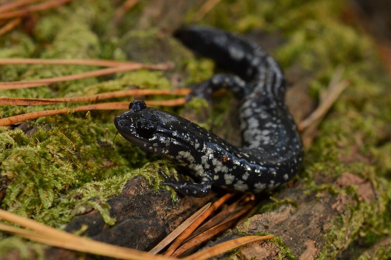 Carolina slimy salamander