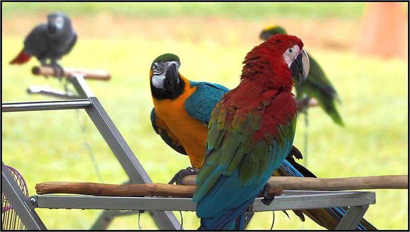 Parrots sunbathing