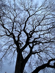 Elm capillaries in Tompkins square park NYC