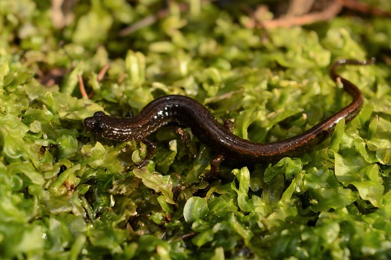 coastal plain dwarf salamander