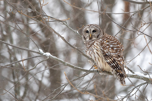 Barred Owl On A Snowy Day