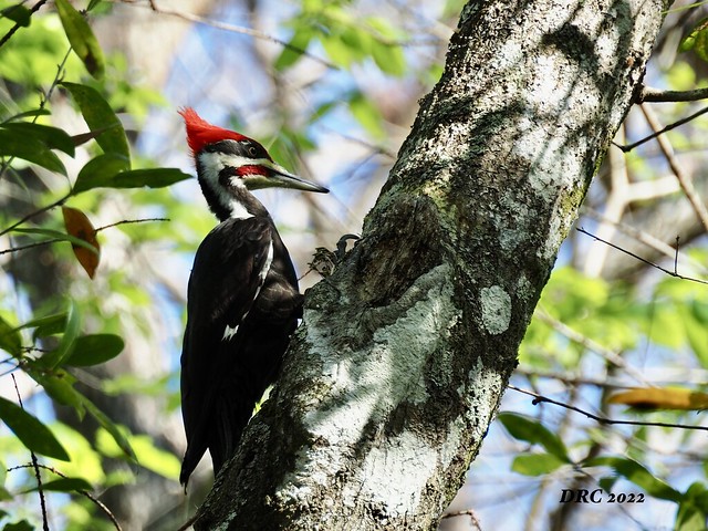 Pileated Woodpecker - Six Mile Cypress Slough