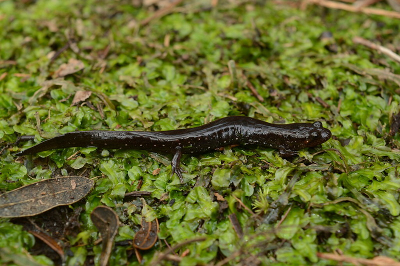 true southern dusky salamander