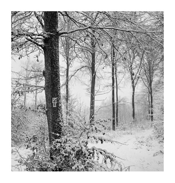 Local forest, mist and snow