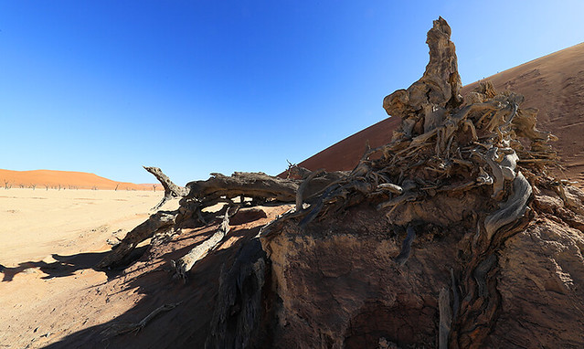 Deadvlei – Sossusvlei - Namib desert - Namibia