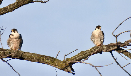 Peregrine Falcon - Newport Marina - © Candace Giles - Jan 04, 2022