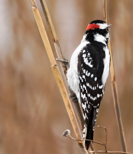 Downy Woodpecker - Braddock Bay East Spit - © David Laiacona - Jan 01, 2022