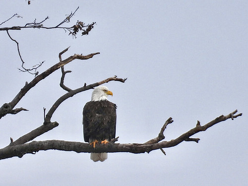 Bald Eagle - Irondequoit Bay Park West - © Eunice Thein - Jan 04, 2022
