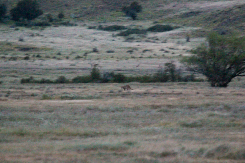 Late at night and very dark, but the primary reason that not every guanaco makes it.