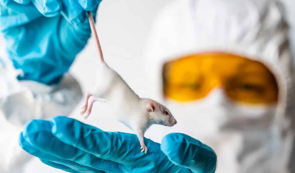Un vaccin à ARNm permet de réparer des cœurs brisés chez la souris