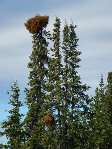 Spruce Broom Rust