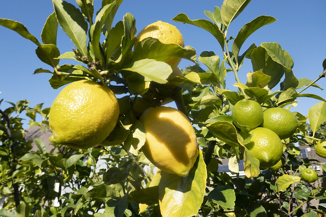 20220106 Lemons on my Lemon Tree