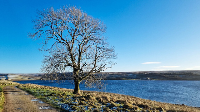 Grimwith Reservoir - Lone Tree