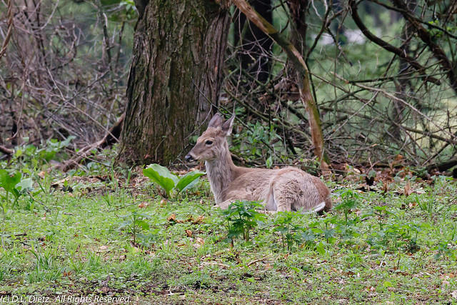 White-Tailed Deer #14 - 2019-05-18. [Explored 2022-01-08]