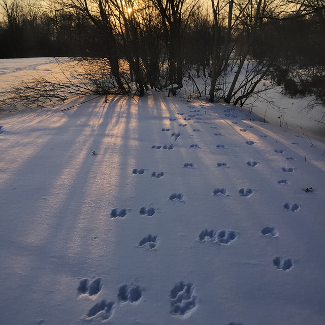 Animal tracks, Brampton, Ontario.