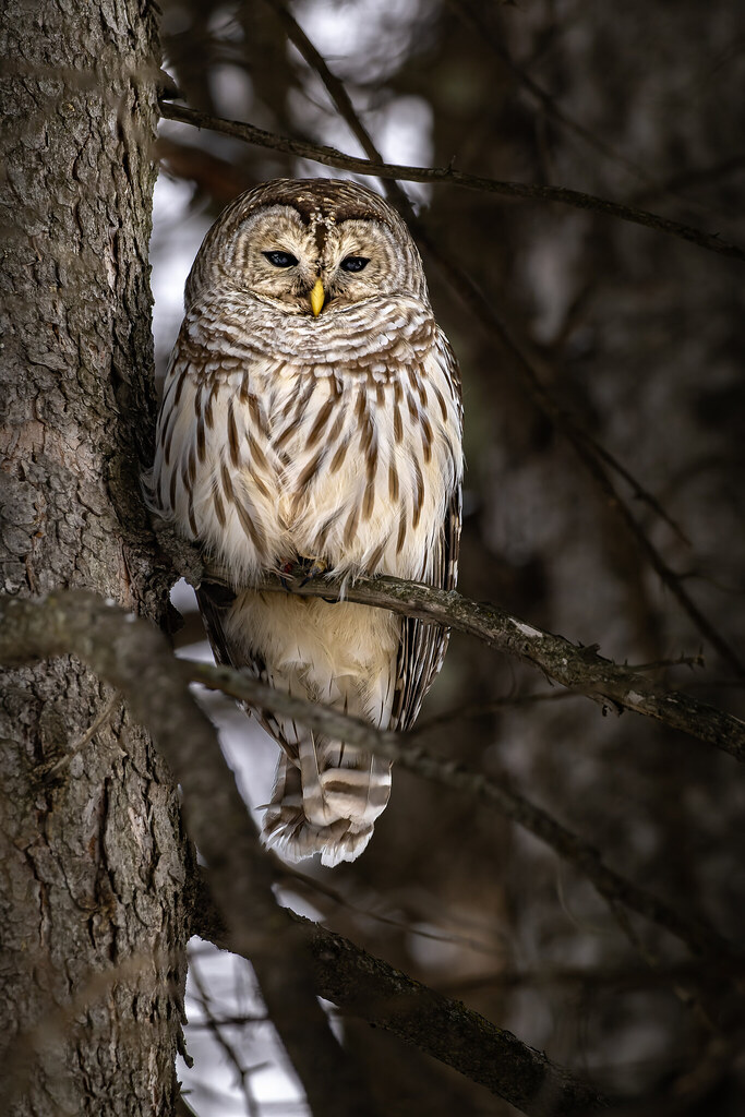 Chouette rayée - Barred owl - Strix varia