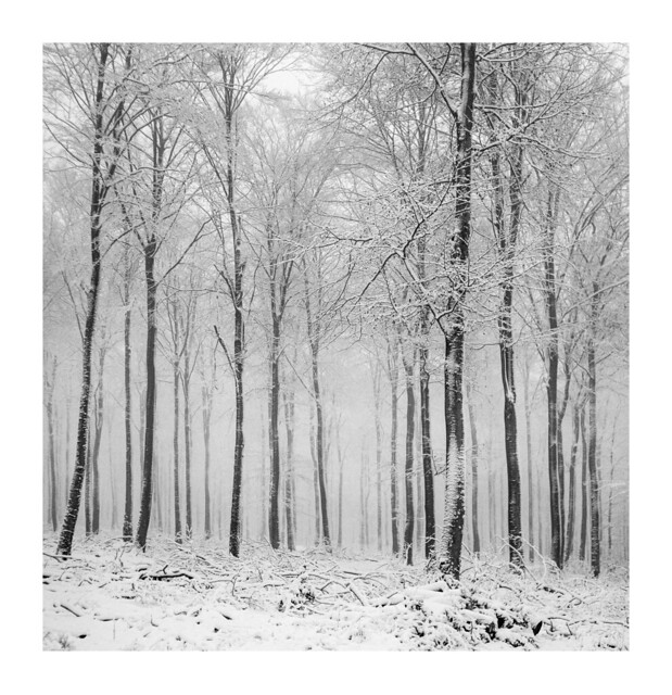 Beech forest, mist and snow