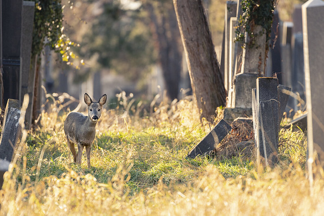 deer at graveyard