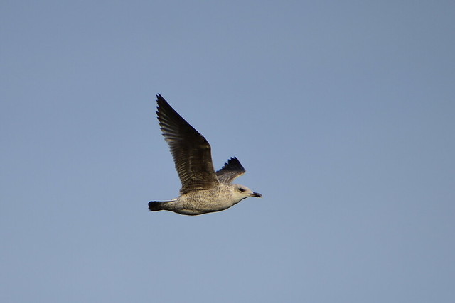 Juvenile caspian gull flies by