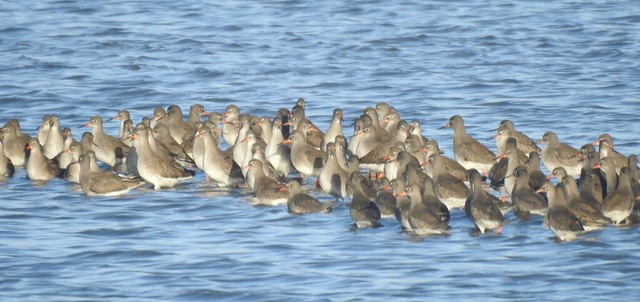 Gathering of Redshank - Cresswell Wetlands