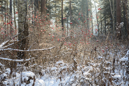 Forest scene in Siberia - Winter. / Лесной пейзаж в Алтае | by justinwyllie