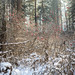 Forest scene in Siberia - Winter. / Лесной пейзаж в Алтае