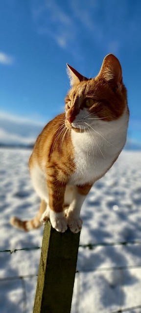 Snow Perch