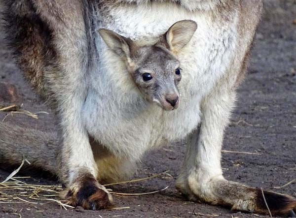 kanguru2