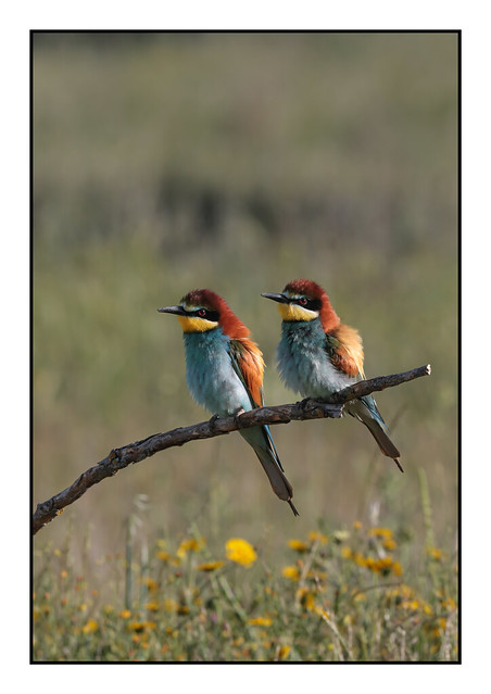 European Bee Eaters - (Merops apiaster) 2 clicks for closer