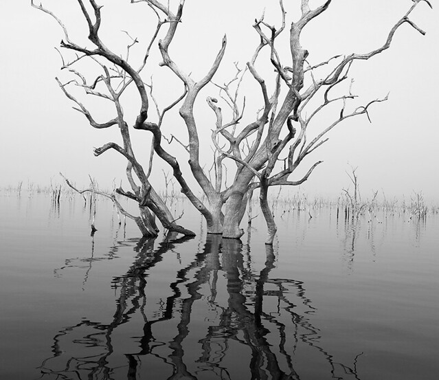 Dead trees in lake Kariba - Matusadona NP – Zimbabwe